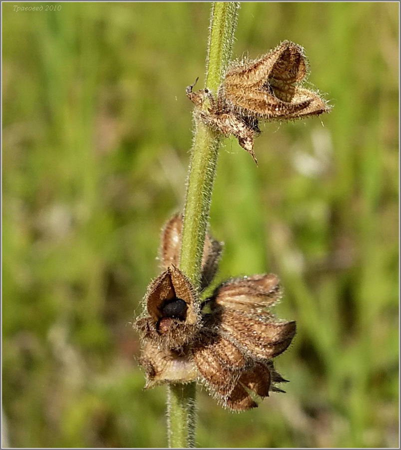 Image of Salvia stepposa specimen.