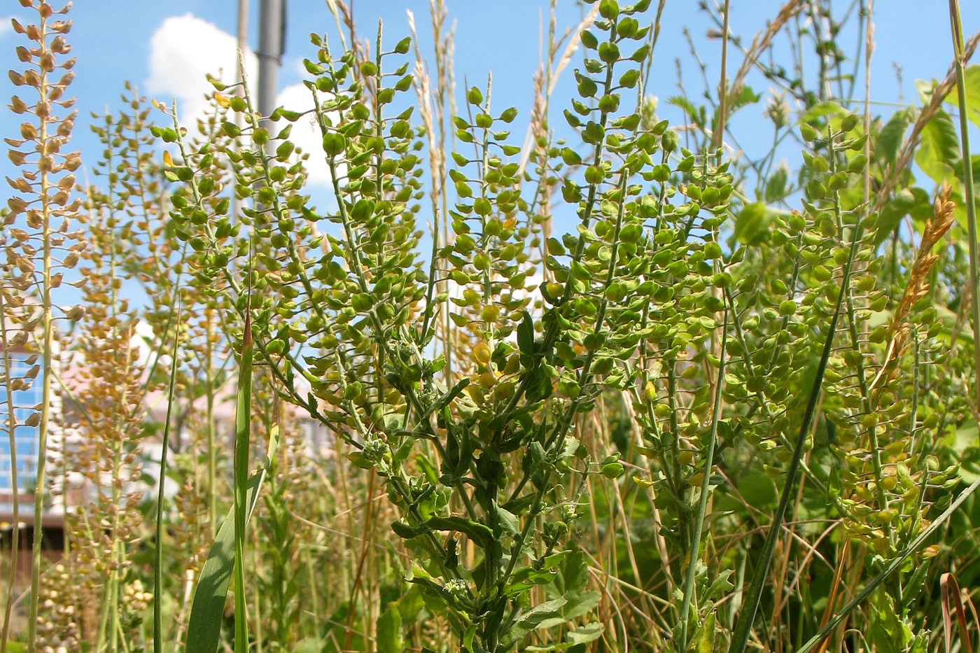 Изображение особи Lepidium campestre.