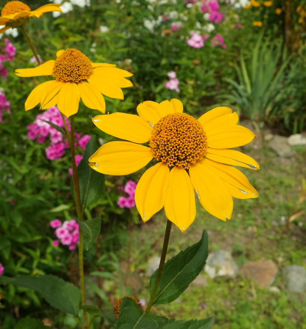 Image of Heliopsis helianthoides ssp. scabra specimen.