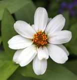 Zinnia angustifolia