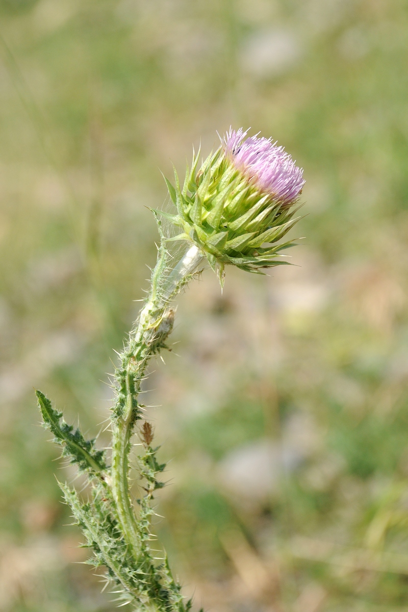 Изображение особи Carduus coloratus.