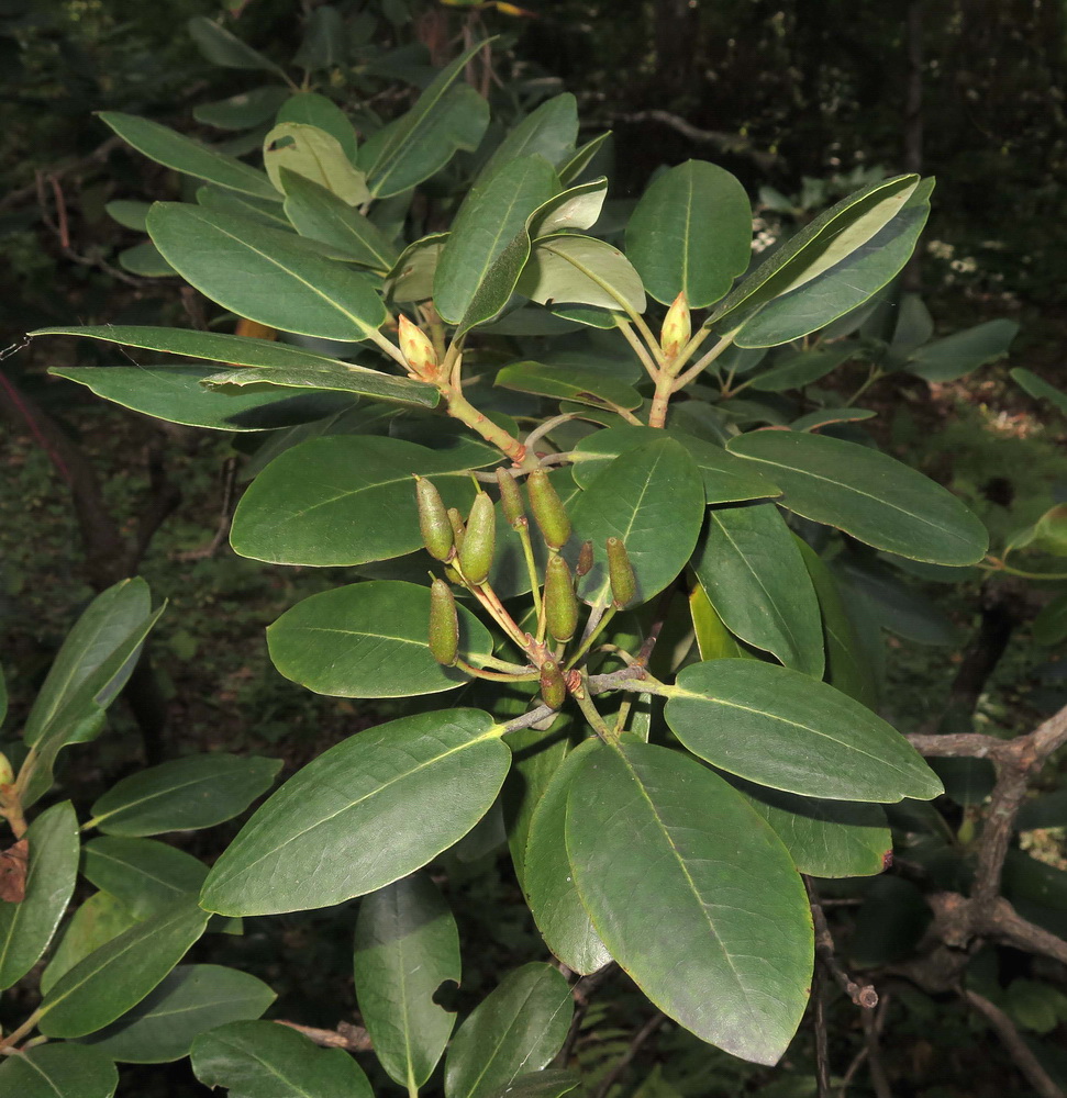 Изображение особи Rhododendron catawbiense.