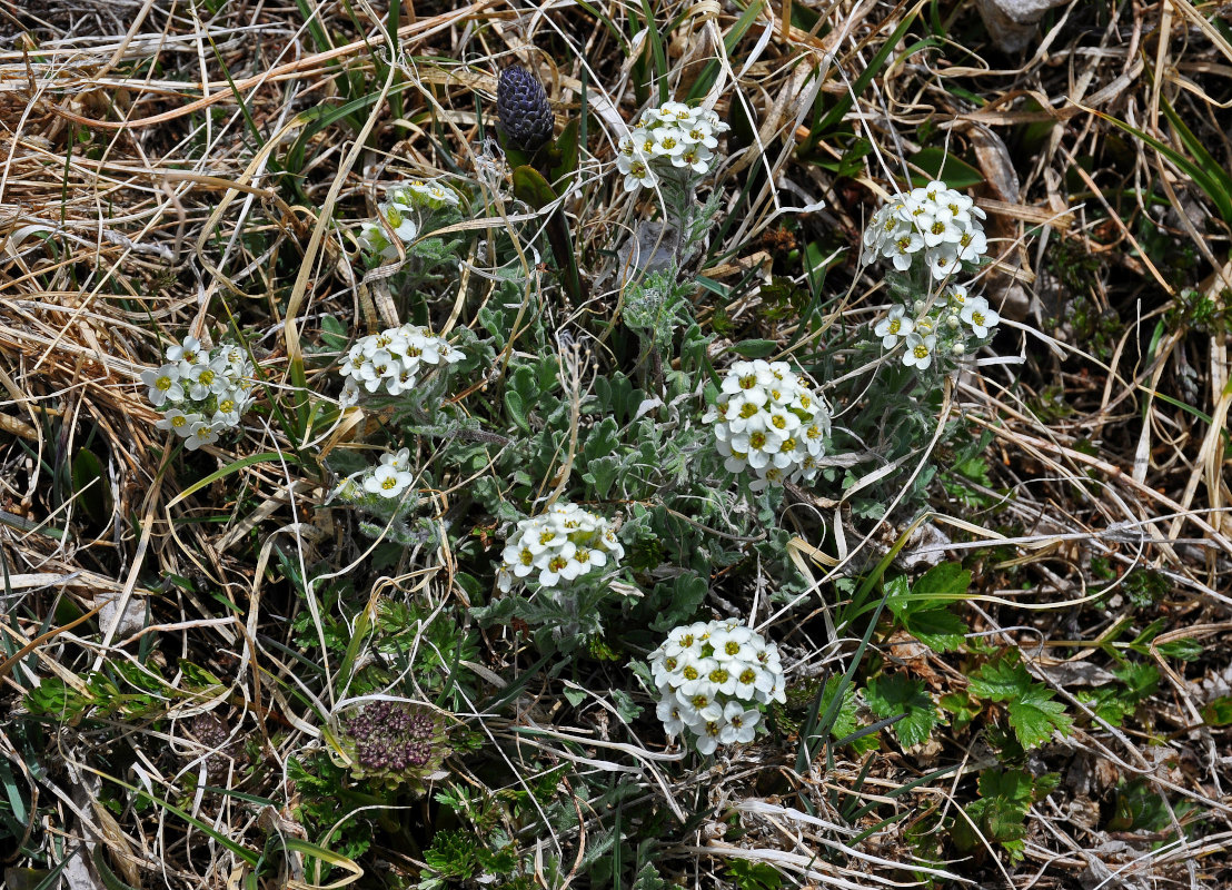 Image of Smelowskia calycina specimen.