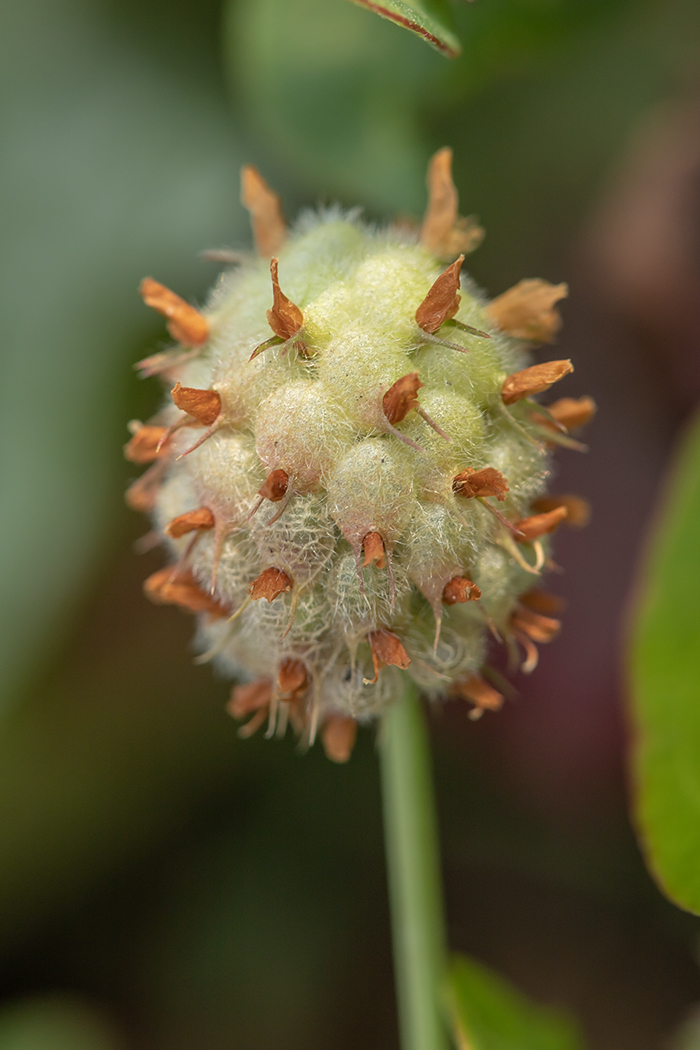 Изображение особи Trifolium fragiferum.