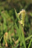 Смотреть изображение Alopecurus aequalis