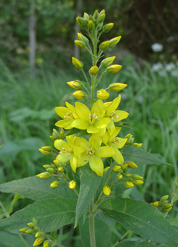 Изображение особи Lysimachia vulgaris.