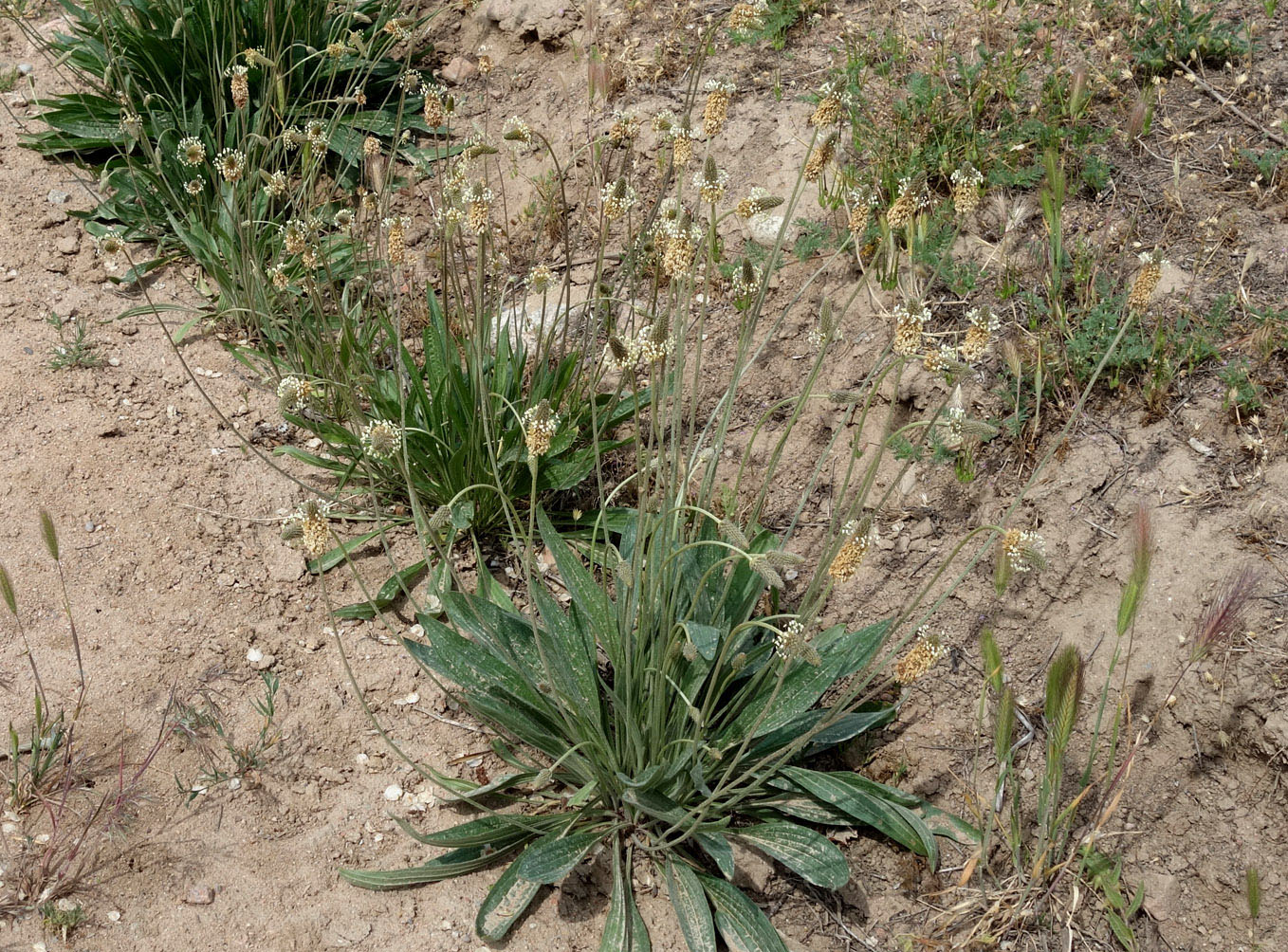 Изображение особи Plantago lanceolata.