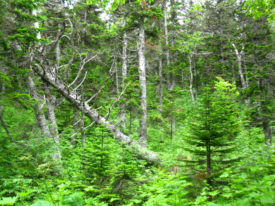 Image of Abies gracilis specimen.