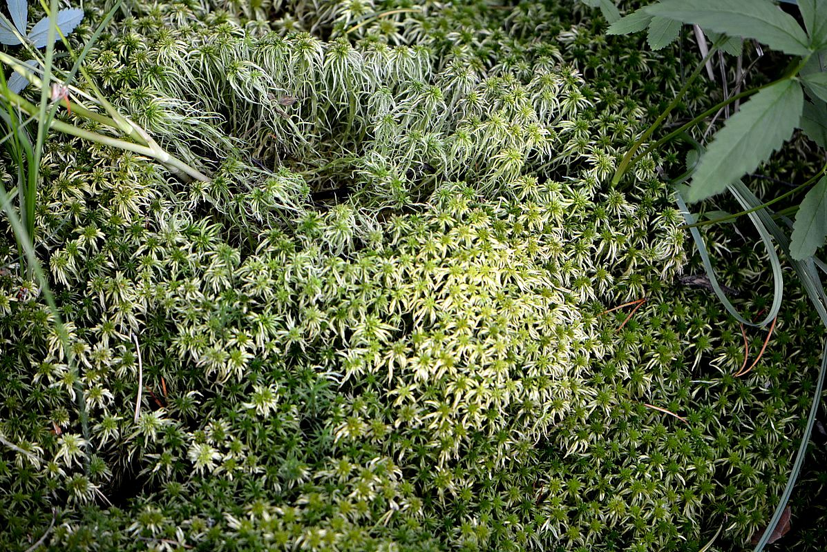 Image of Sphagnum squarrosum specimen.