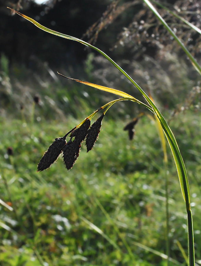 Image of Carex aterrima specimen.