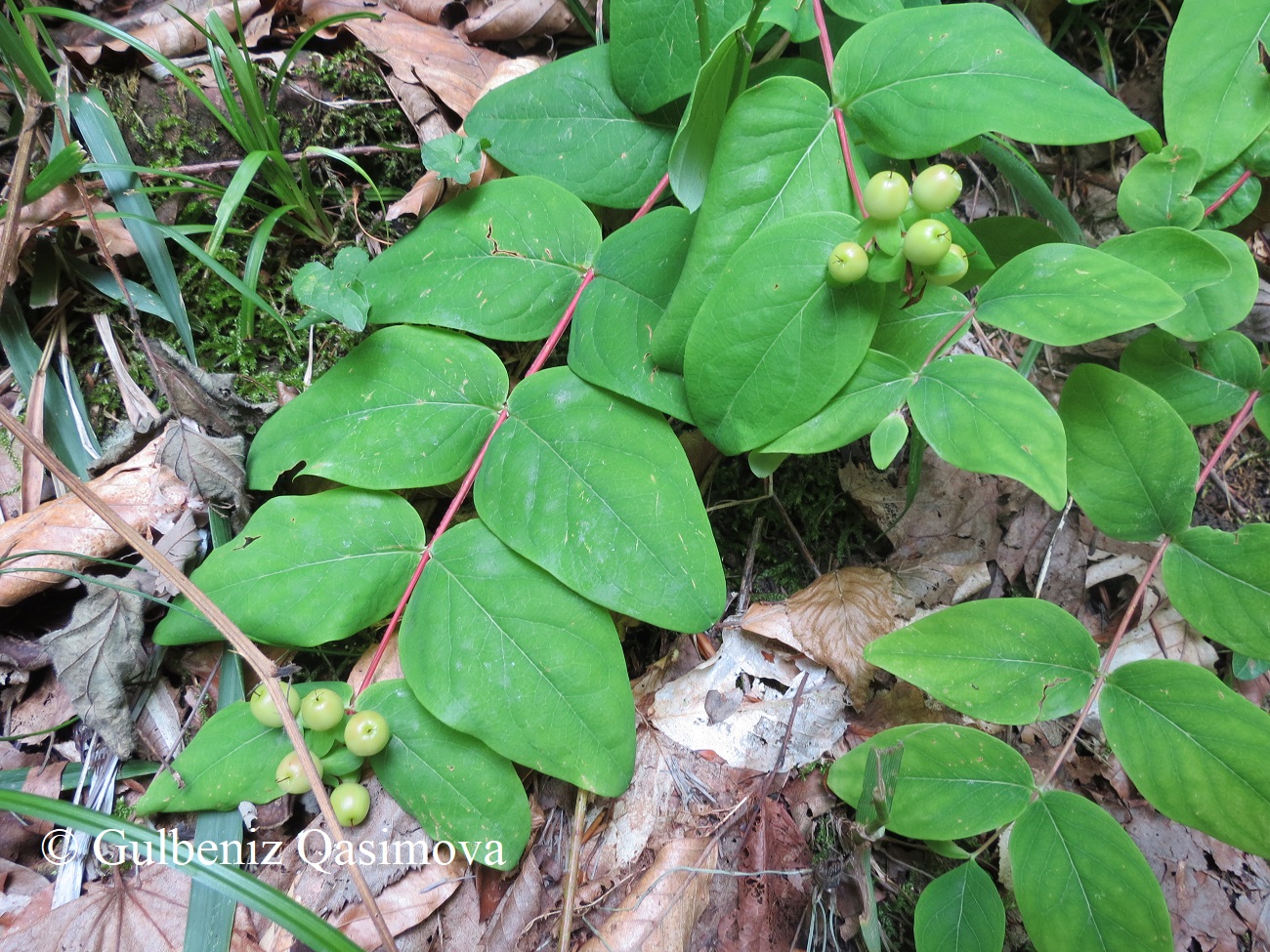 Image of Hypericum androsaemum specimen.