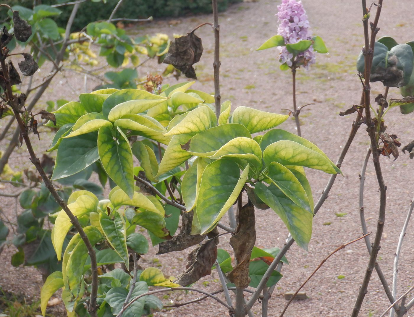 Image of Syringa vulgaris specimen.