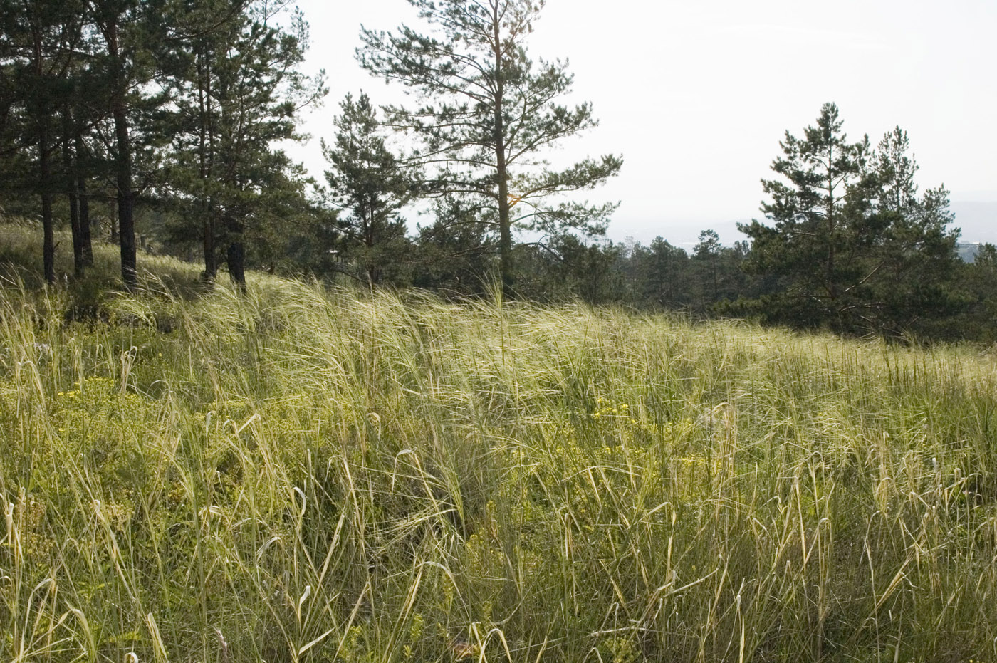 Изображение особи Stipa krylovii.