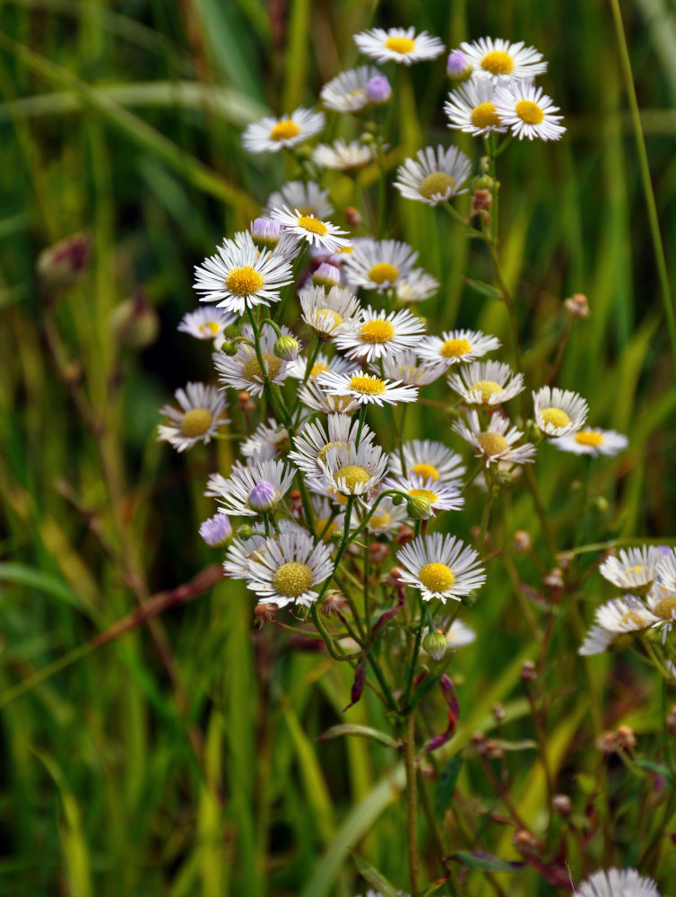 Image of Erigeron annuus ssp. lilacinus specimen.