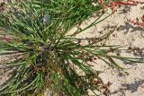 Juncus articulatus