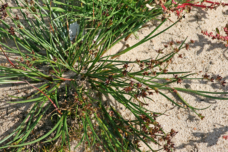 Image of Juncus articulatus specimen.