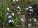 Myosotis imitata