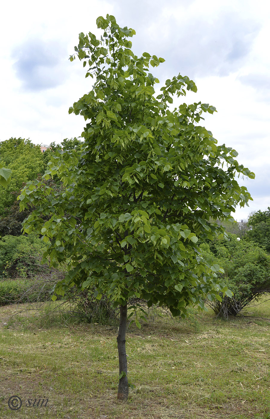 Изображение особи Tilia platyphyllos.