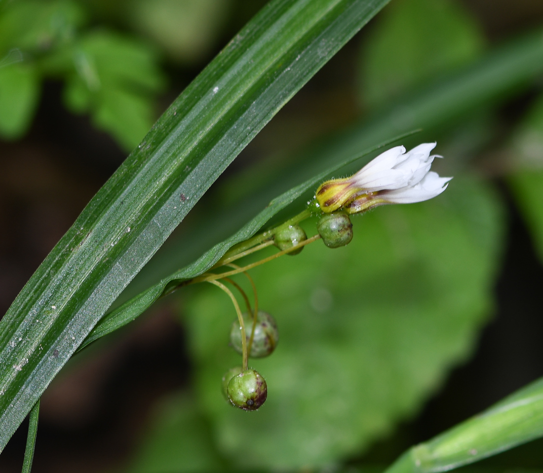 Image of genus Sisyrinchium specimen.