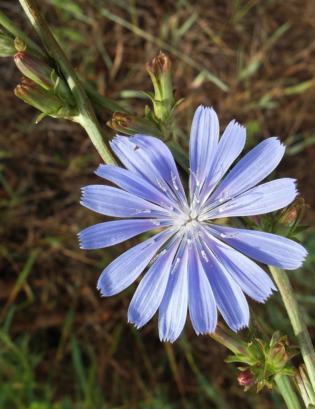 Изображение особи Cichorium intybus.