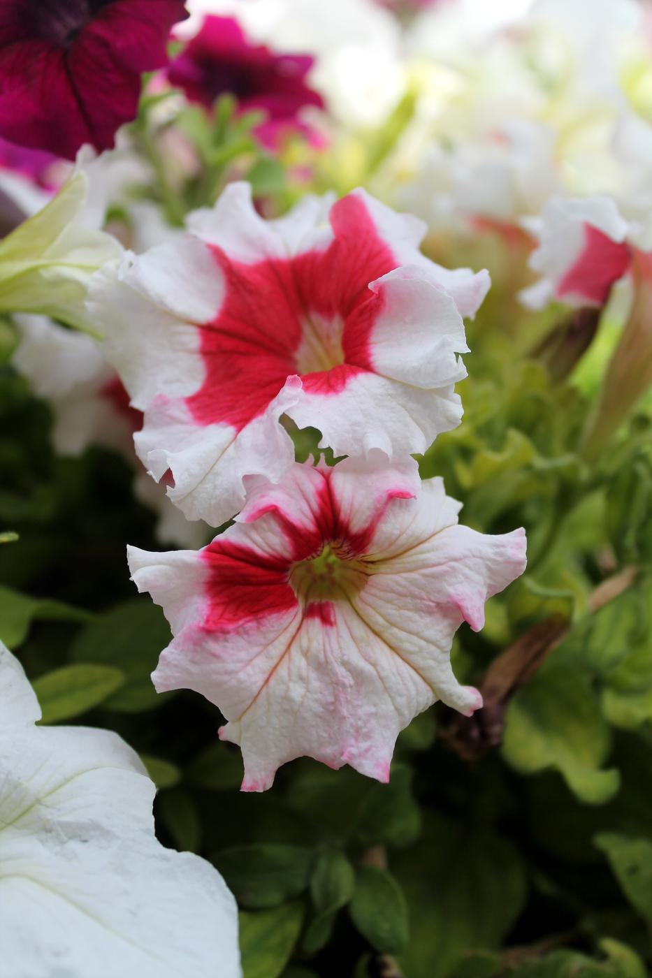 Image of Petunia &times; hybrida specimen.