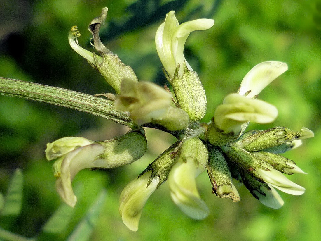 Изображение особи Astragalus schelichowii.