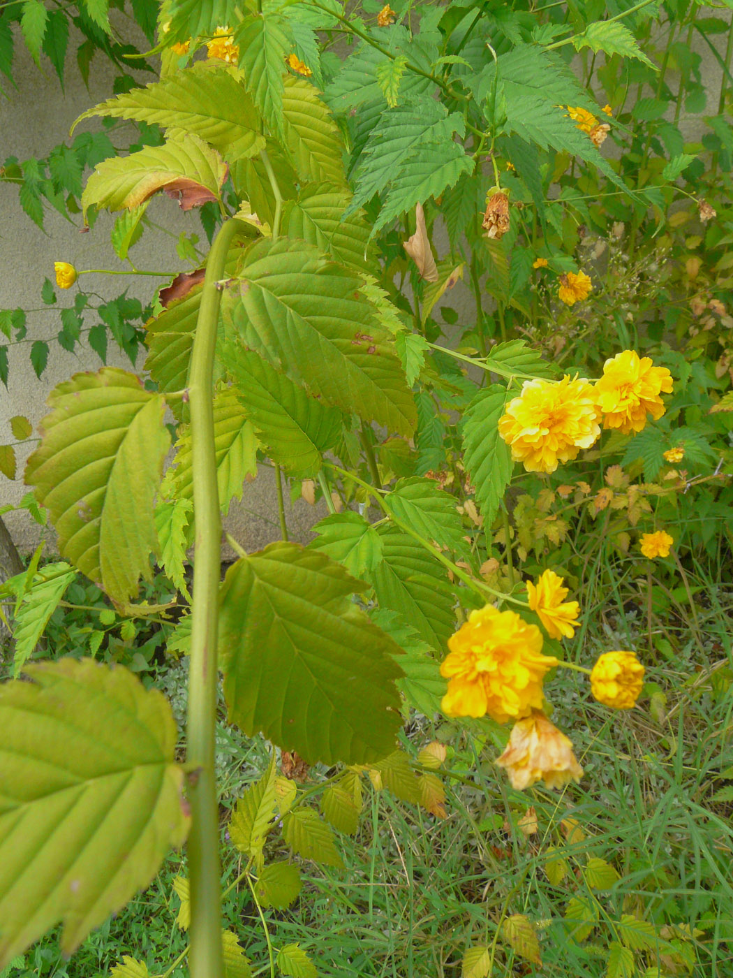 Изображение особи Kerria japonica var. pleniflora.