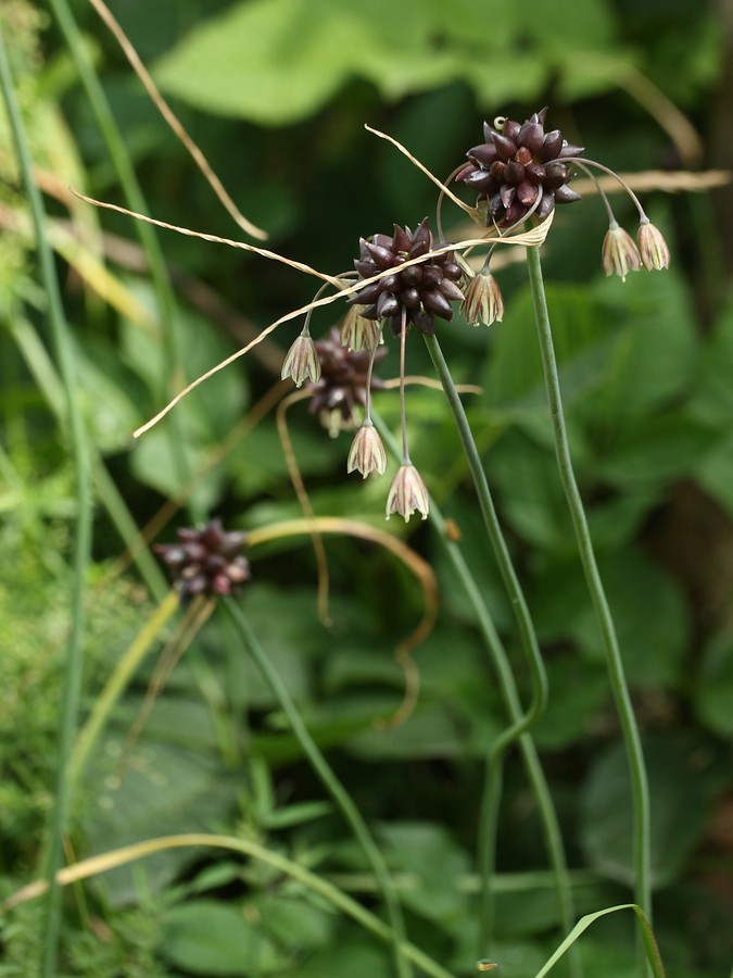 Image of Allium oleraceum specimen.