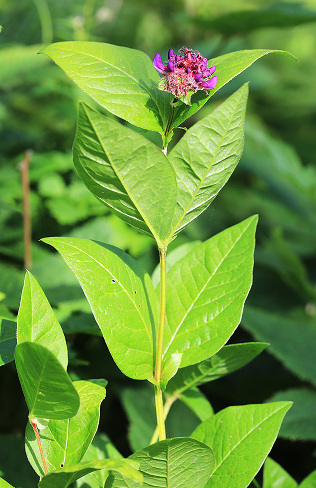 Image of Vicia ohwiana specimen.