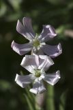 Silene guntensis. Цветки. Южный Казахстан, ущелье Машат. 30.05.2010.