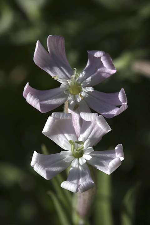 Image of Silene guntensis specimen.