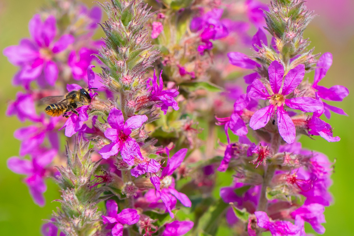 Image of Lythrum tomentosum specimen.