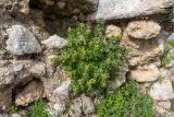Hyoscyamus aureus. Цветущее растение. Израиль, окр. Латруна, в полуразрушенной стене древней крепости, на холме. 19.03.2022.