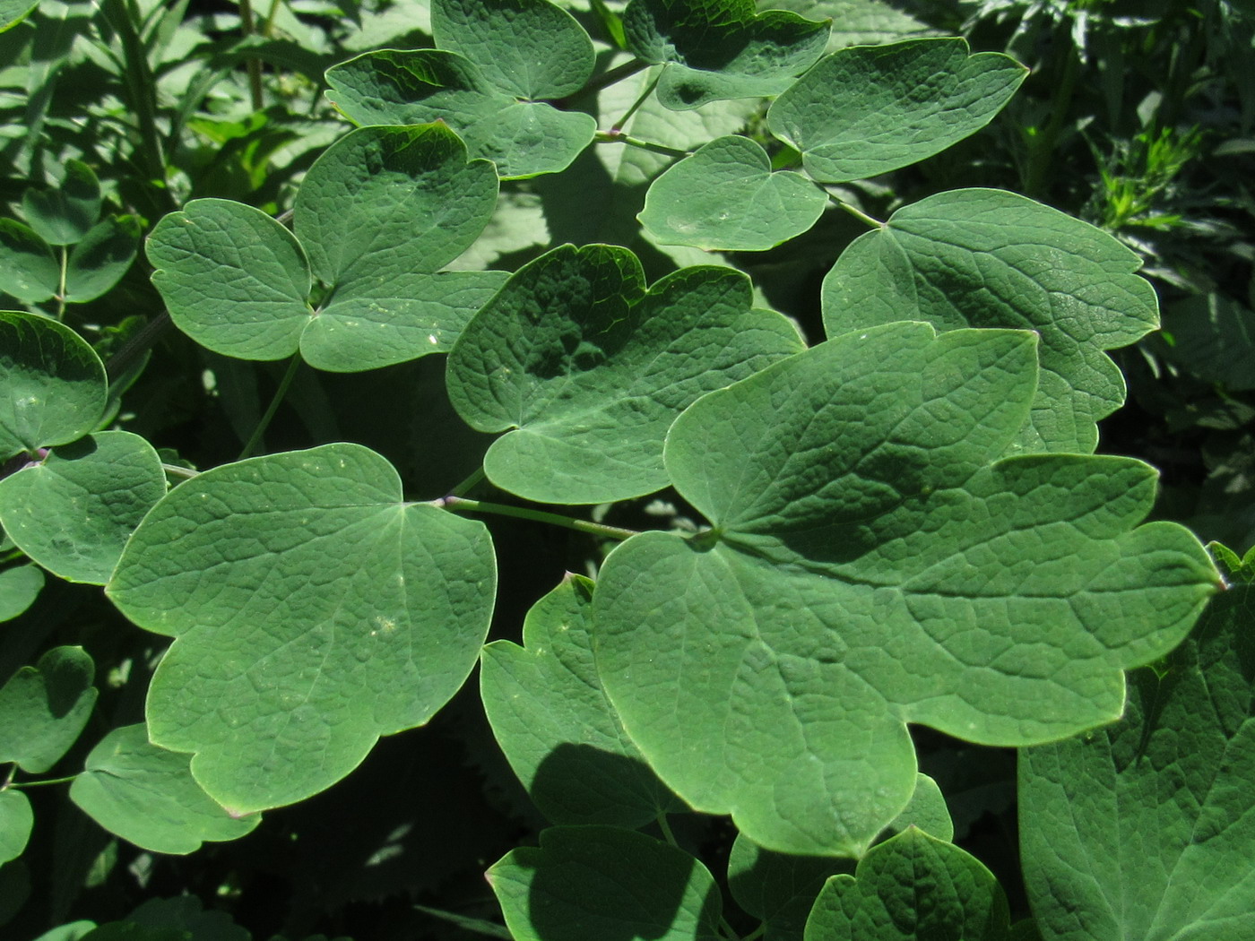 Image of Thalictrum globiflorum specimen.