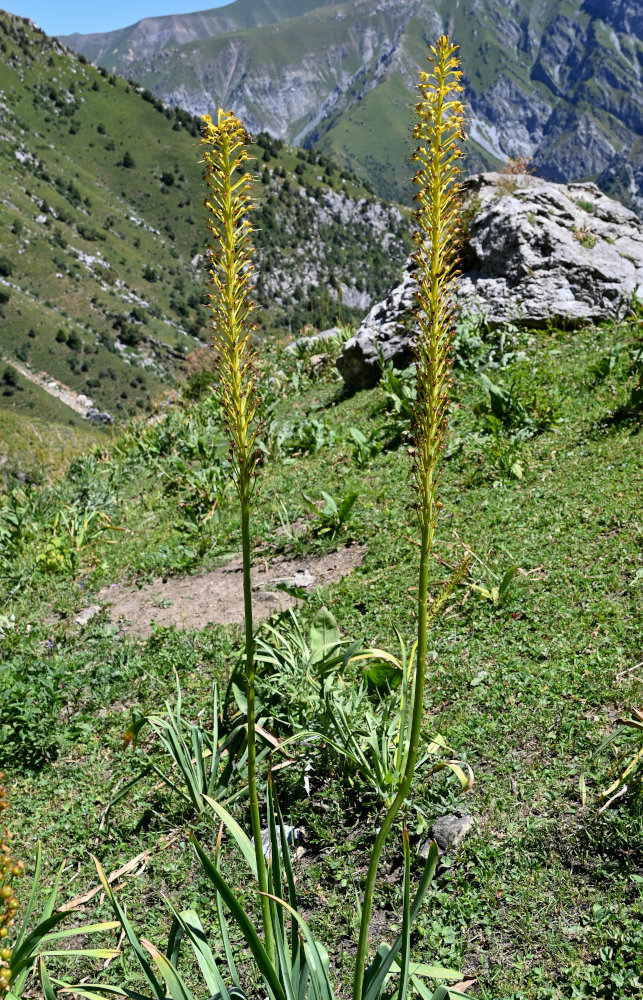 Image of Eremurus fuscus specimen.