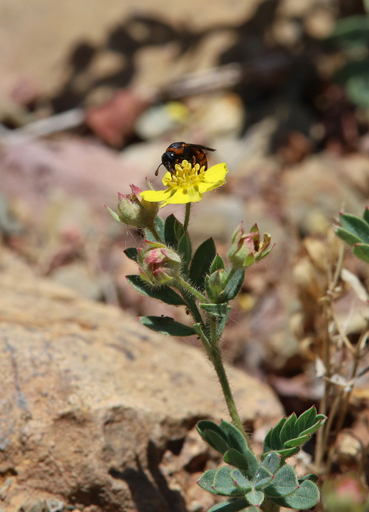 Изображение особи Potentilla bifurca.