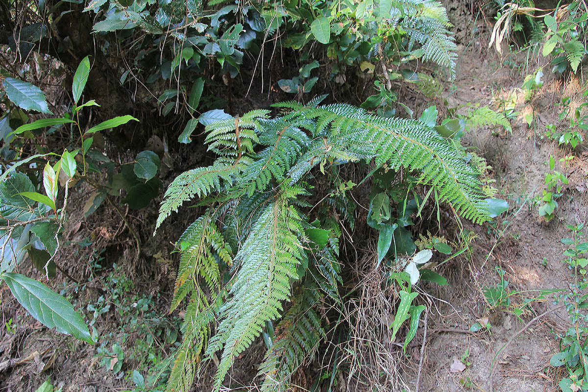 Изображение особи род Polystichum.