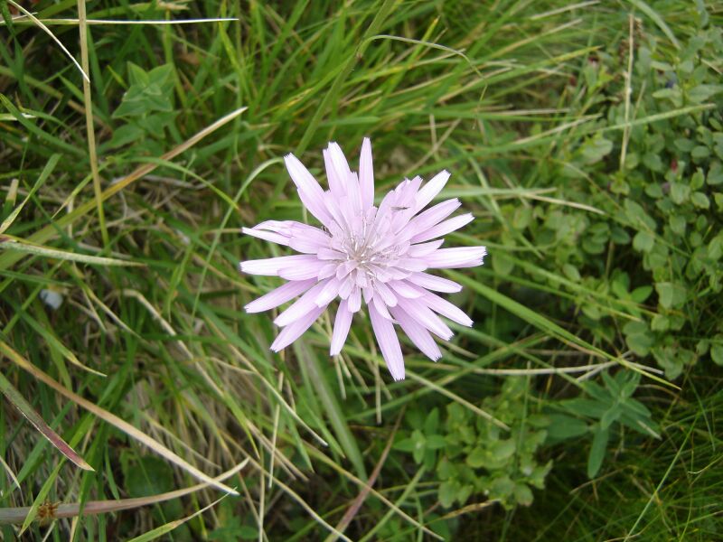 Image of Scorzonera rosea specimen.