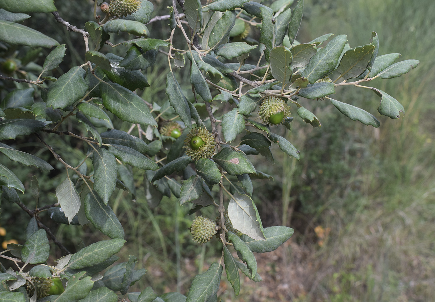 Изображение особи Quercus suber.