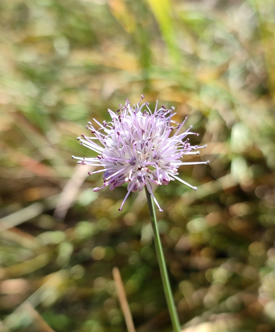 Изображение особи Allium kaschianum.