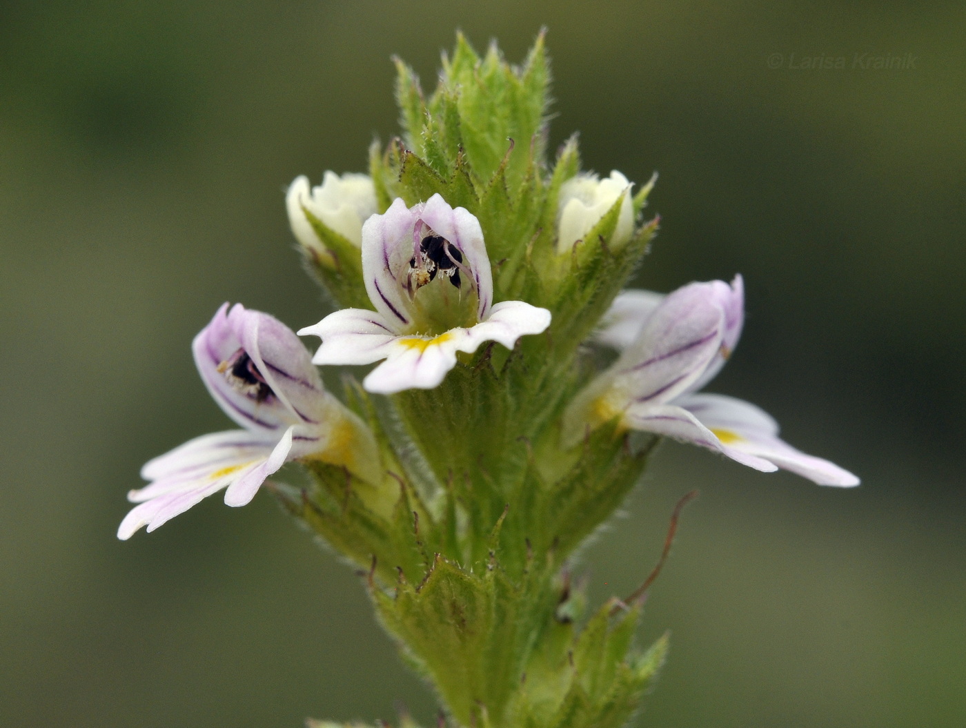 Image of Euphrasia maximowiczii specimen.