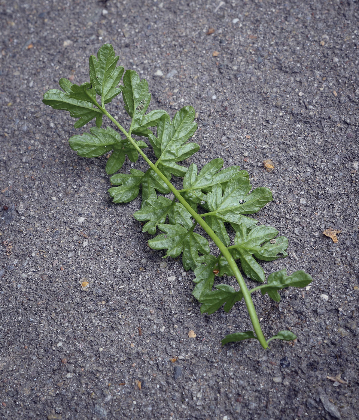 Image of Cardamine impatiens specimen.