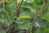 Betula czerepanovii