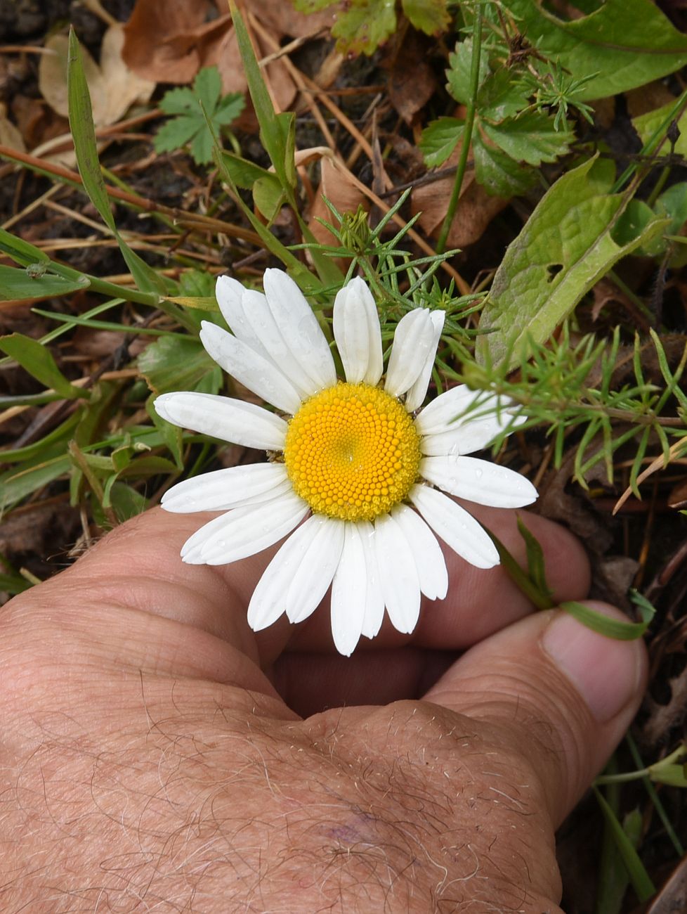 Изображение особи Leucanthemum vulgare.