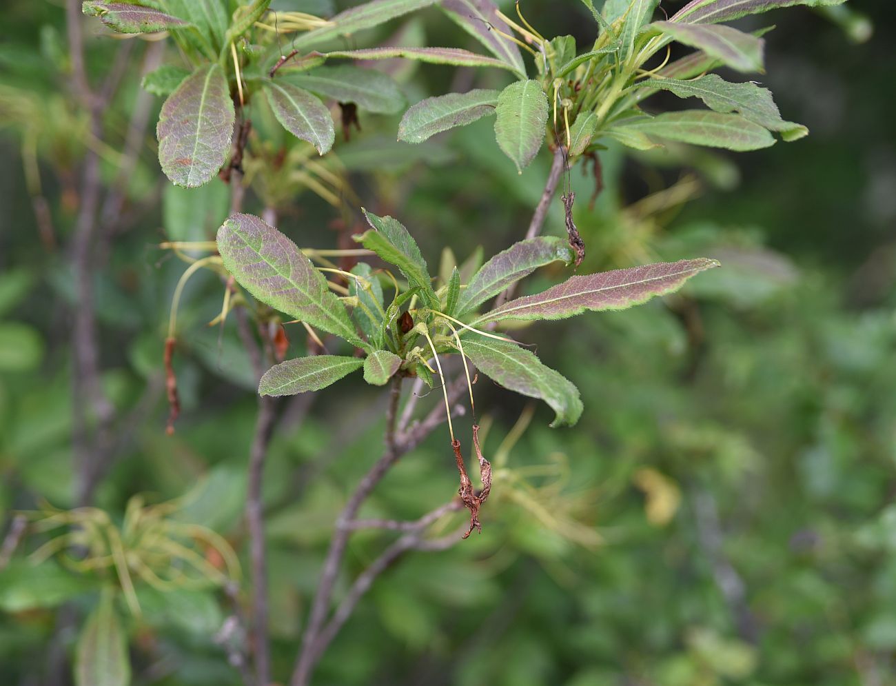 Изображение особи Rhododendron luteum.