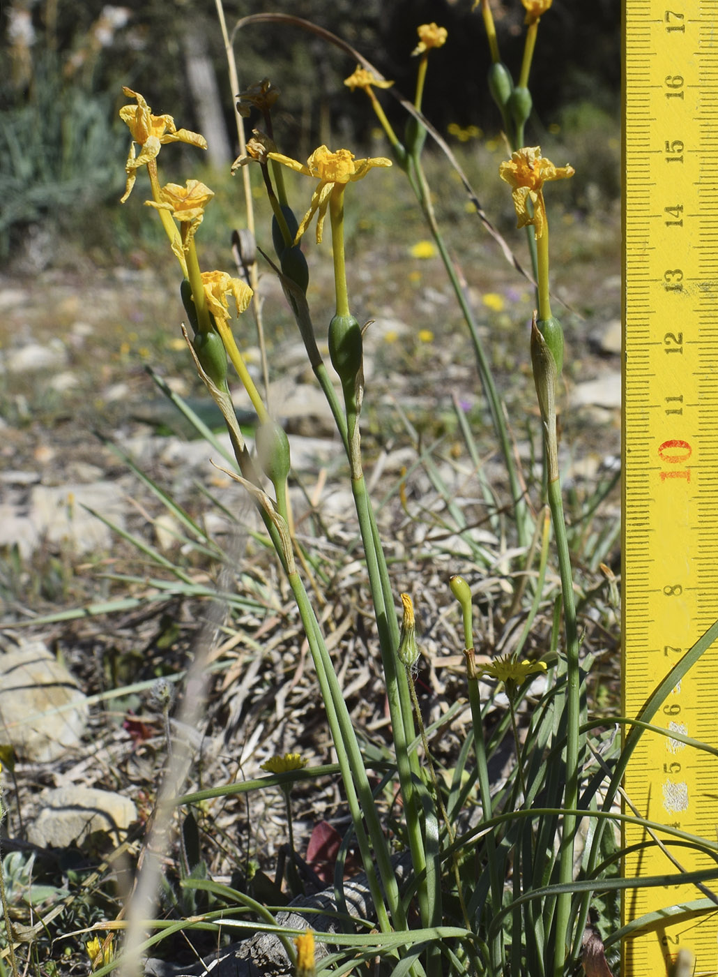 Image of Narcissus assoanus specimen.