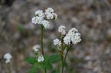 Heliotropium styligerum. Верхушки побегов с соцветиями. Дагестан, Буйнакский р-н, долина р. Сулак, побережье Чиркейского водохранилища, подножие щебнистого склона. 28.07.2022.