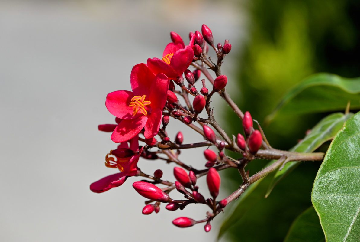 Image of Jatropha integerrima specimen.