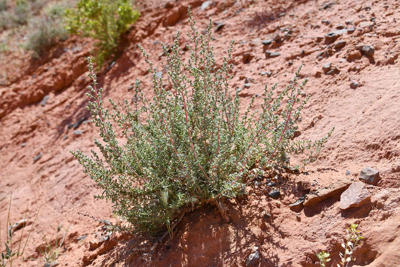 Image of genus Salsola specimen.