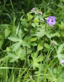 Geranium erianthum